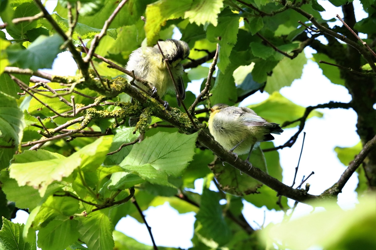 Envol nichées Mésanges Bleue nichoir Cyprès 23 Mai 2021 (1).JPG