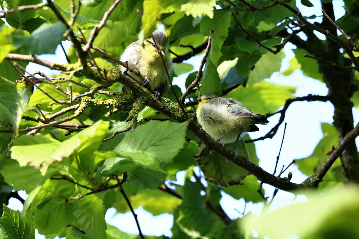 Envol nichées Mésanges Bleue nichoir Cyprès 23 Mai 2021 (2).JPG