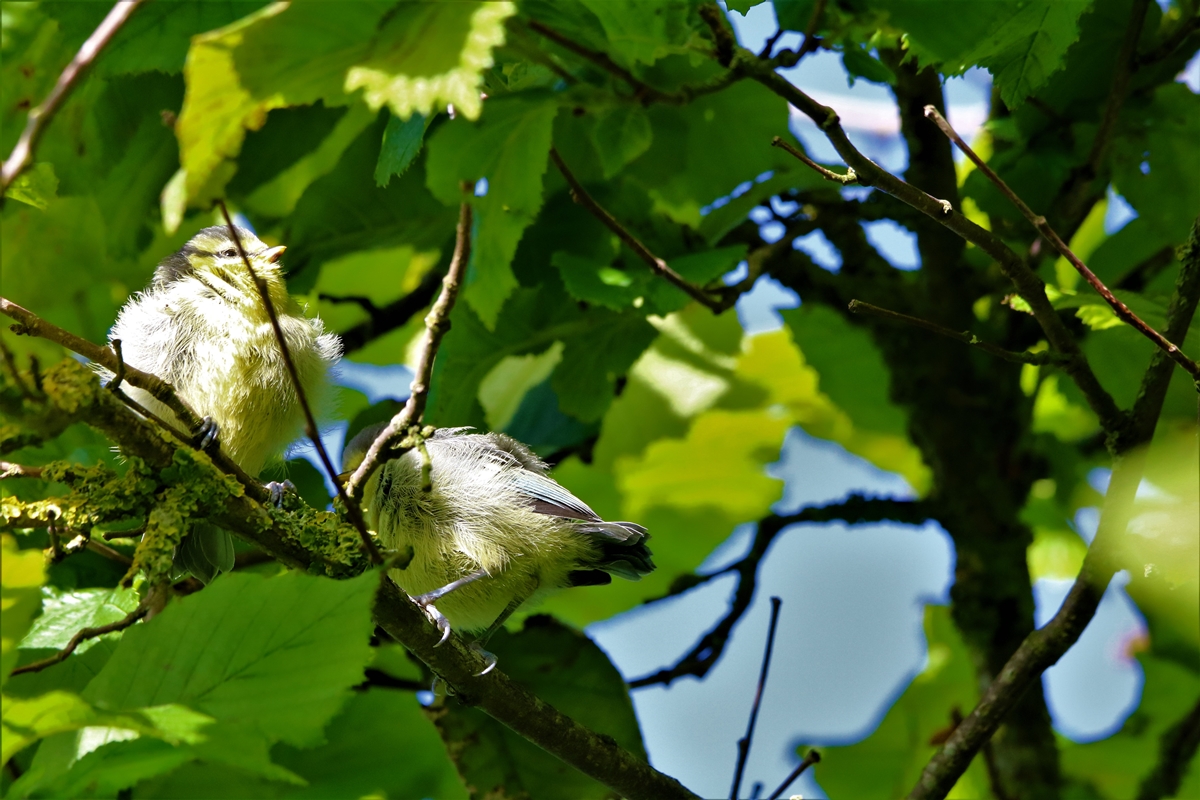 Envol nichées Mésanges Bleue nichoir Cyprès 23 Mai 2021 (3).JPG