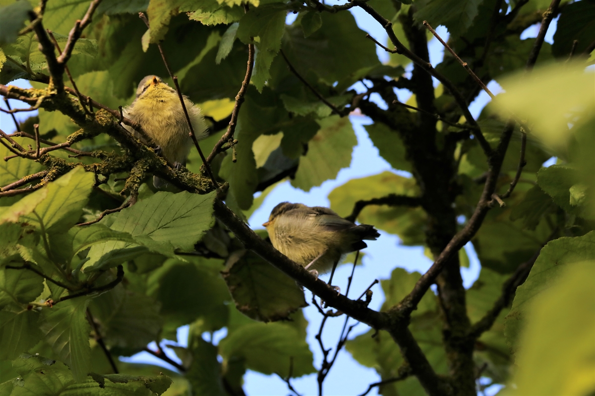 Envol nichées Mésanges Bleue nichoir Cyprès 23 Mai 2021 (6).JPG