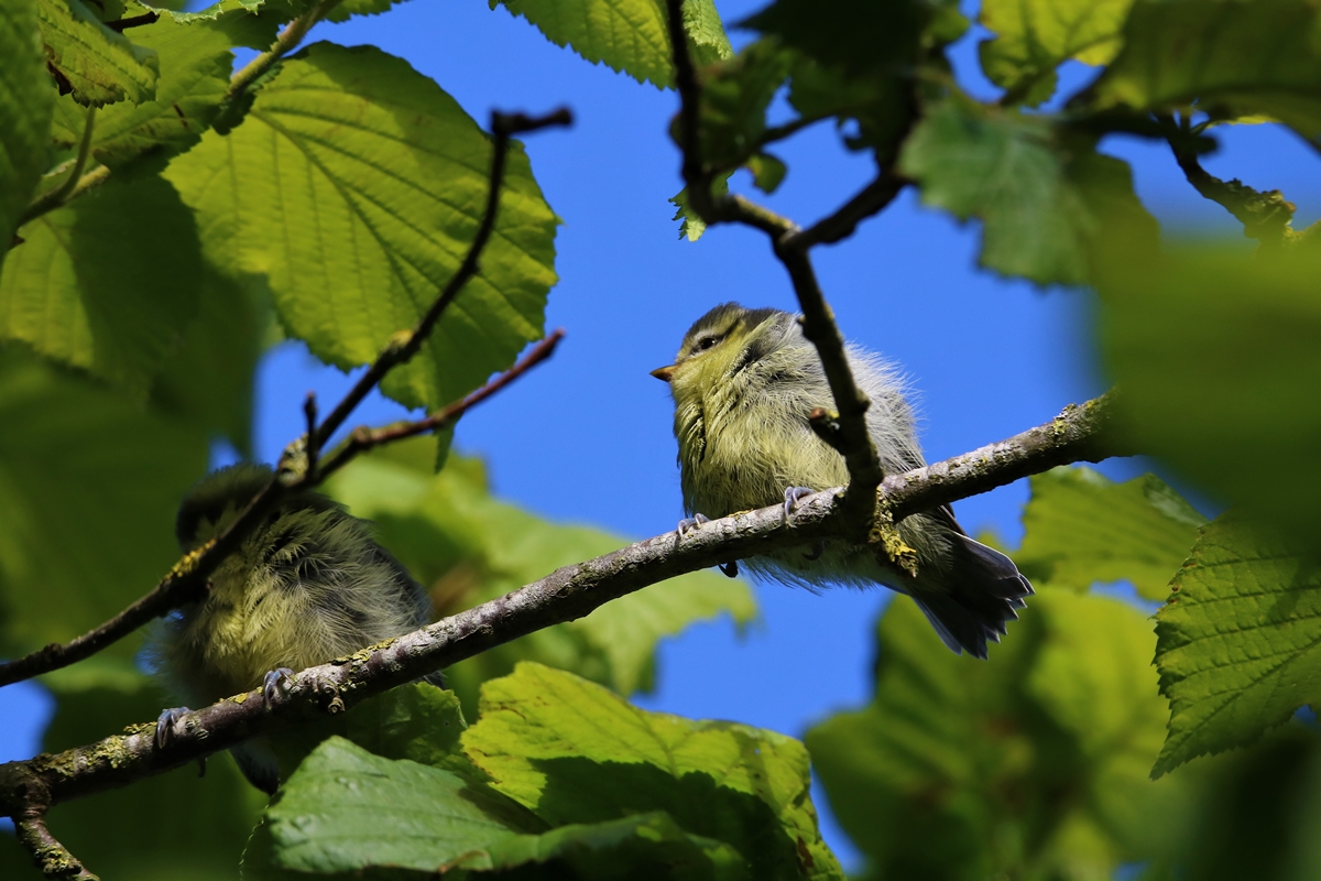 Envol nichées Mésanges bleue nichoir Cyprès 23 Mai 2021 (12).JPG