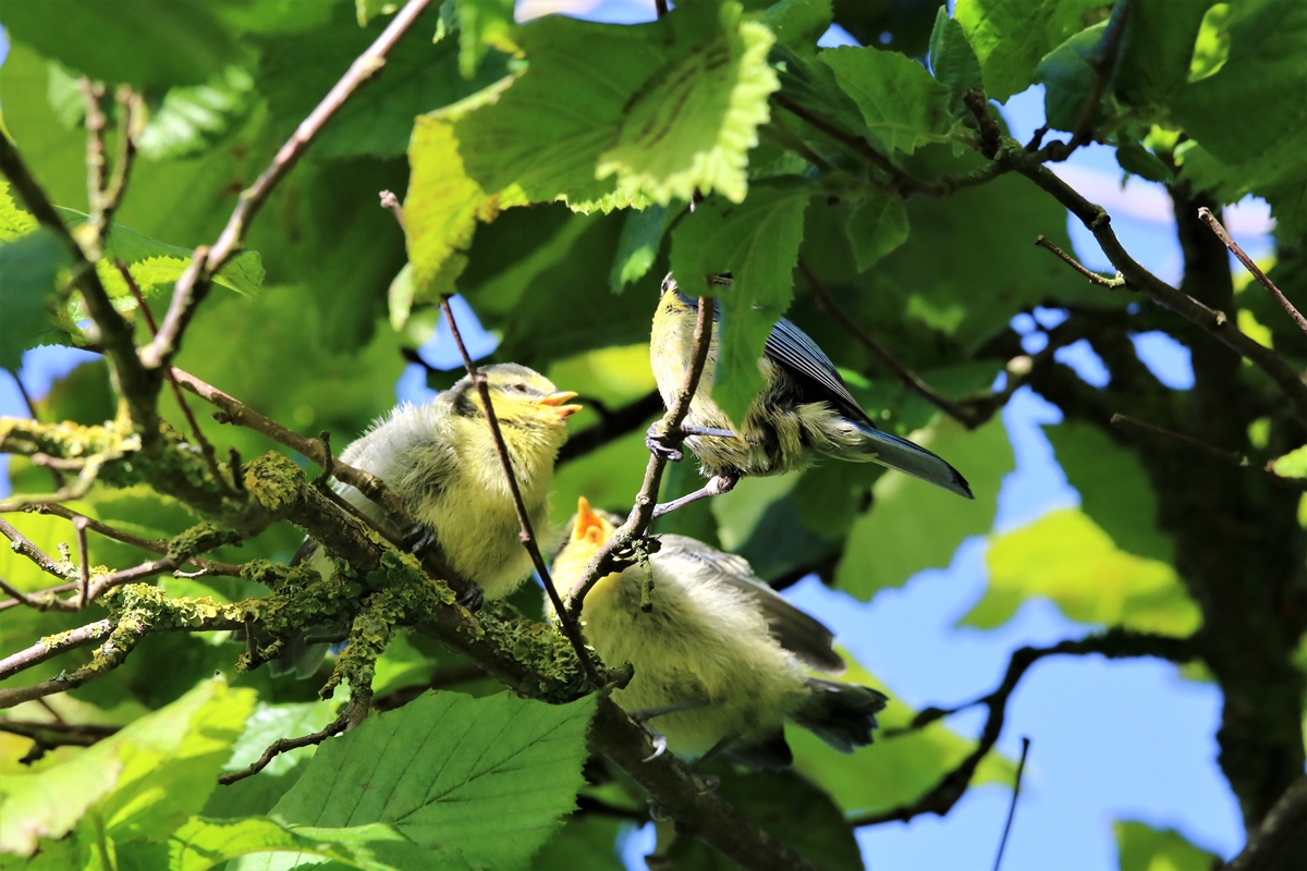 Envol nichées Mésanges Bleue nichoir Cyprès 23 Mai 2021 (4).JPG