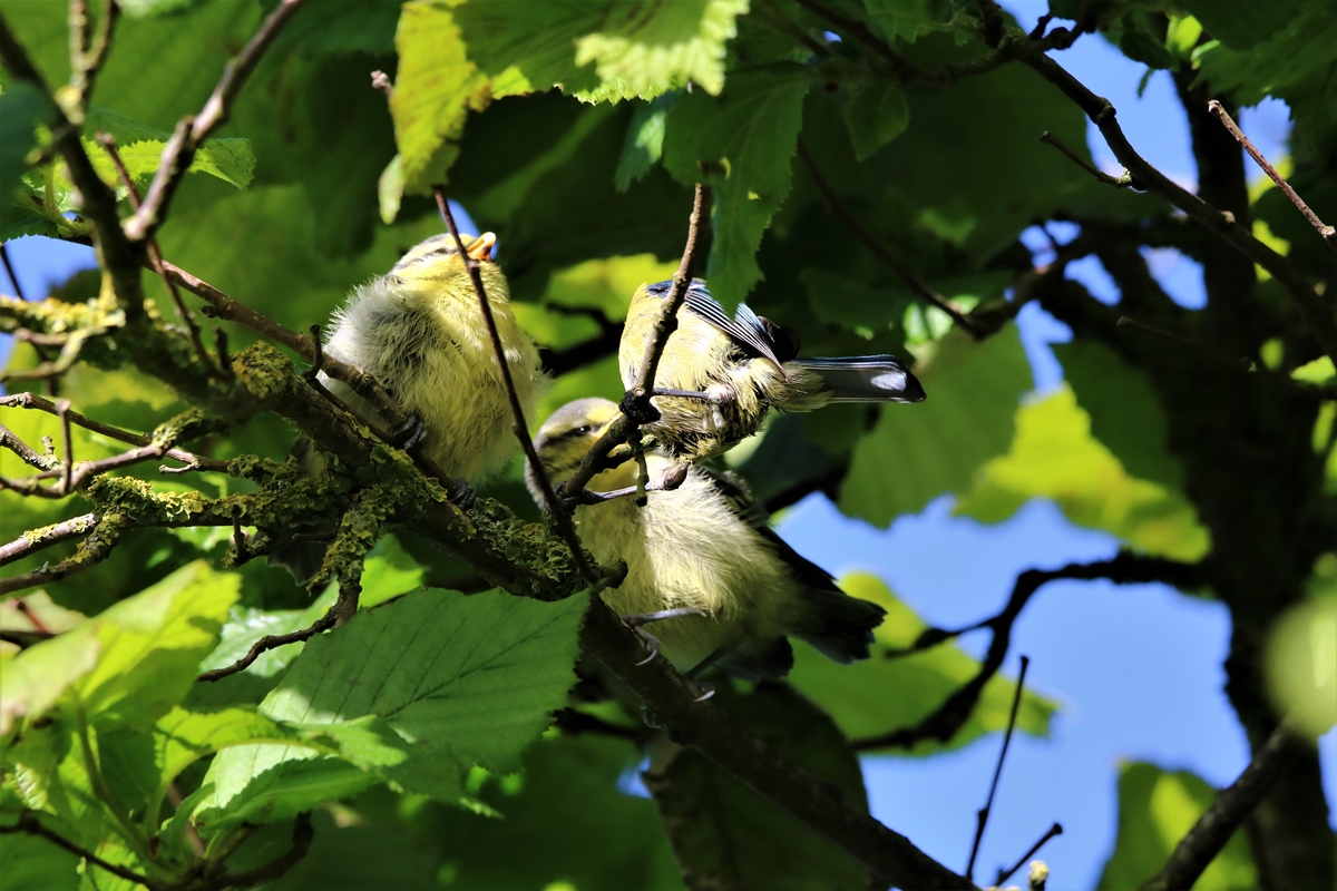 Envol nichées Mésanges Bleue nichoir Cyprès 23 Mai 2021 (5).JPG