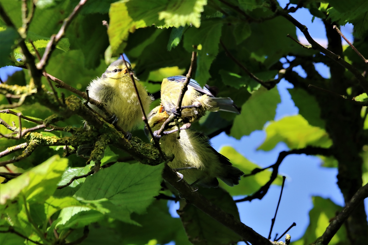 Envol nichées Mésanges bleue nichoir Cyprès 23 Mai 2021 (9).JPG