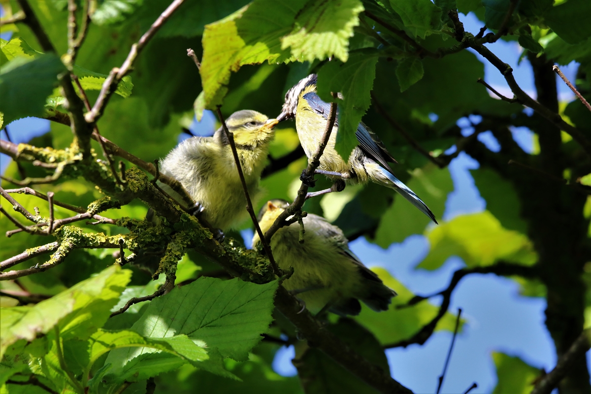 Envol nichées Mésanges bleue nichoir Cyprès 23 Mai 2021 (11).JPG
