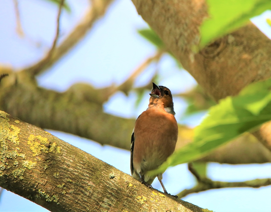 Pinson des arbres chantant 30 Mai 2021.JPG