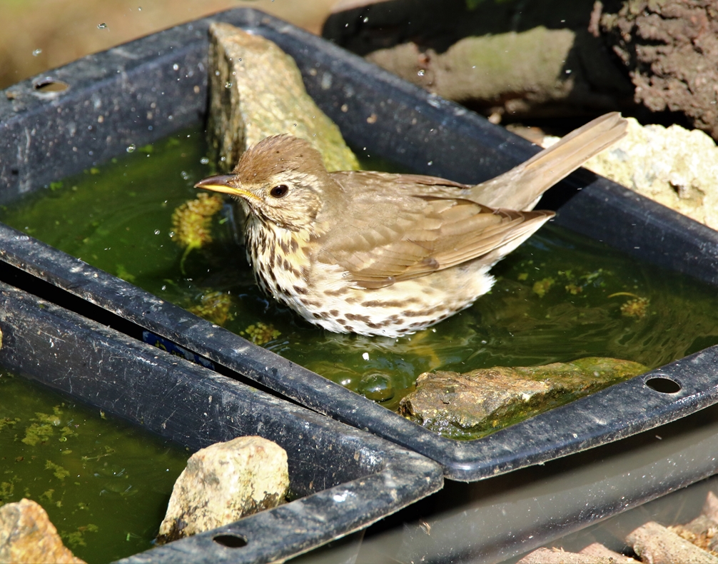 Grive musicienne à l'abreuvoir 30 mai 2021 (2).JPG