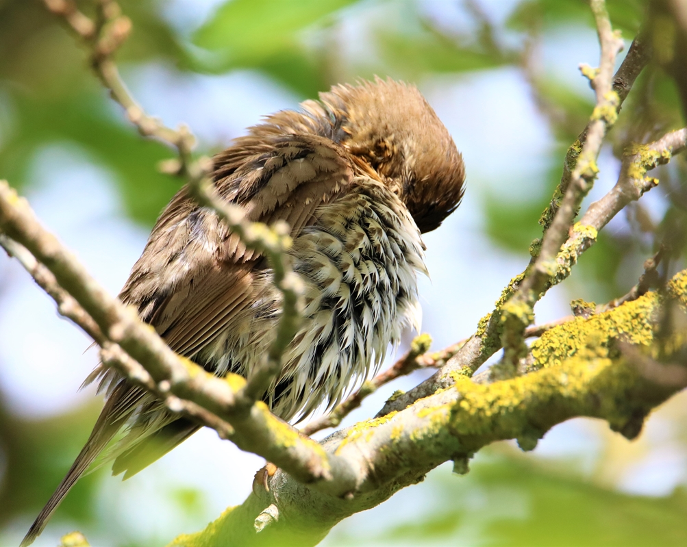 Grive musicienne épouillage après le bain 30 Mai 2021.JPG