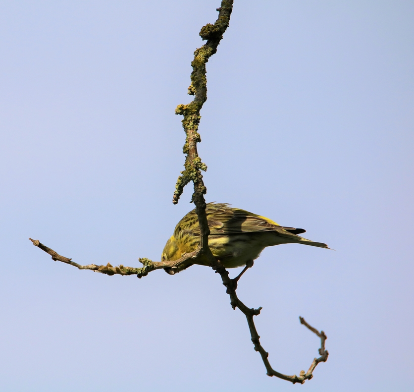 Serin cini 30 Mai 2021.JPG