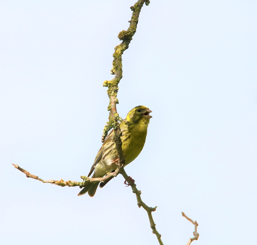 Serin cini 30 Mai 2021 (2).JPG