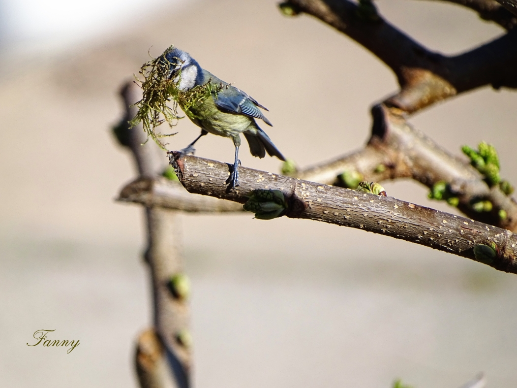 DSC06583 (3) signée Bleue .jpg