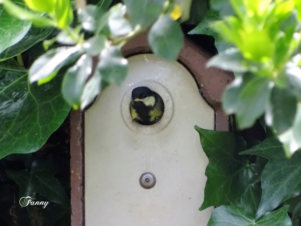 DSC06890 (2) Signée.jpg