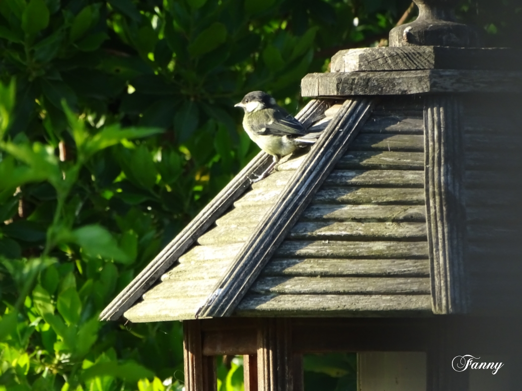 DSC06917 copie Signé.jpg