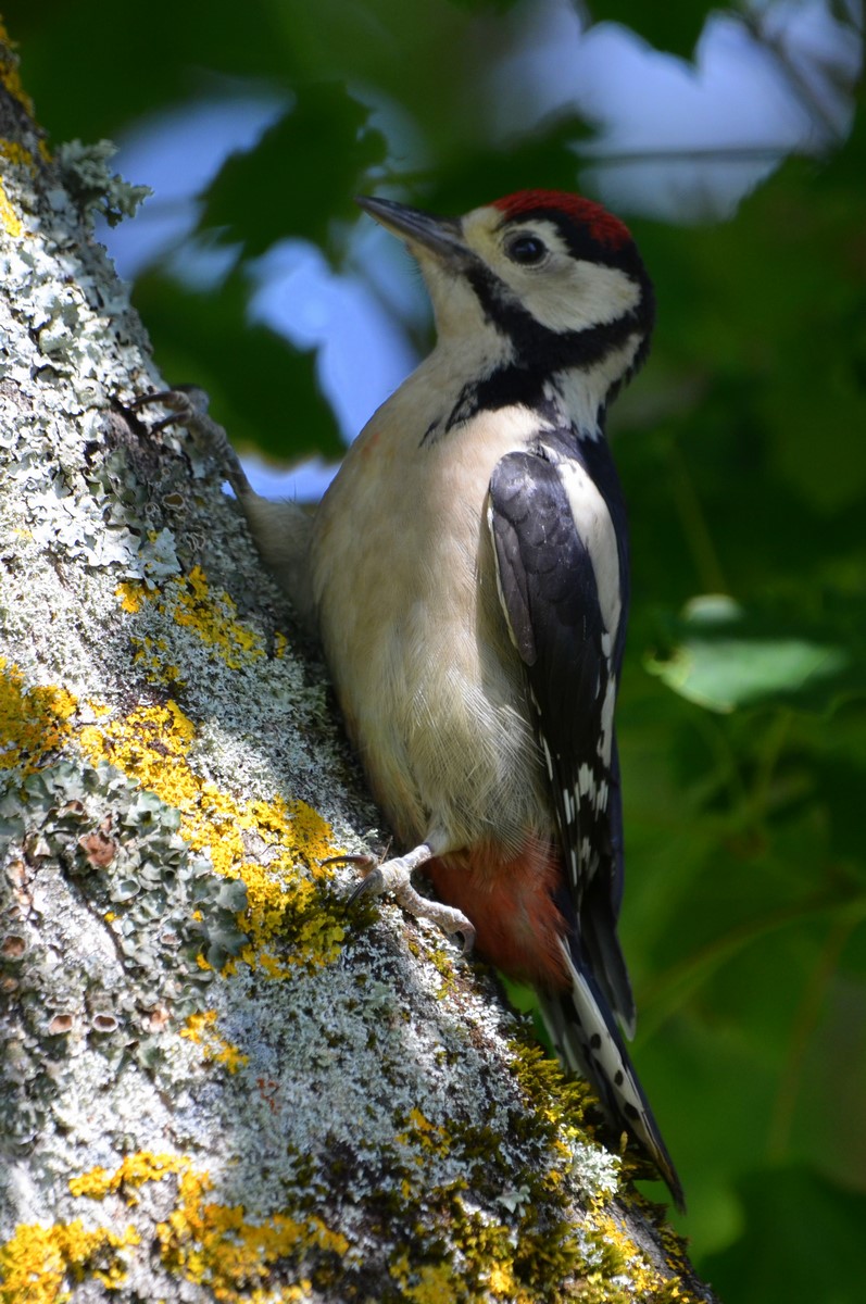 DSC_0435 (Copier).JPG