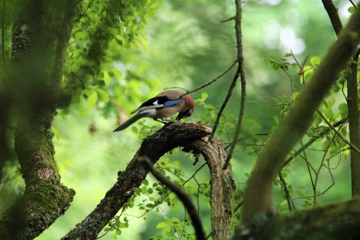 Geai des chênes Bois de St-Aaron 11 Juin 2021 (2).JPG