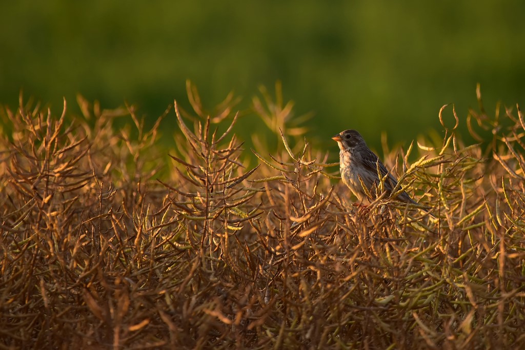 DSC_0140_filtered (Copier).jpg