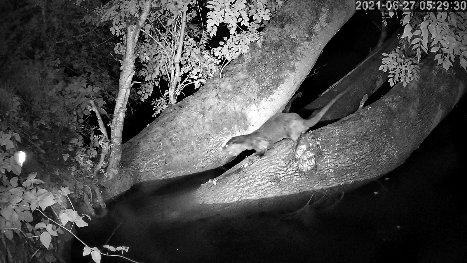 loutre 27 06 2021r.jpg