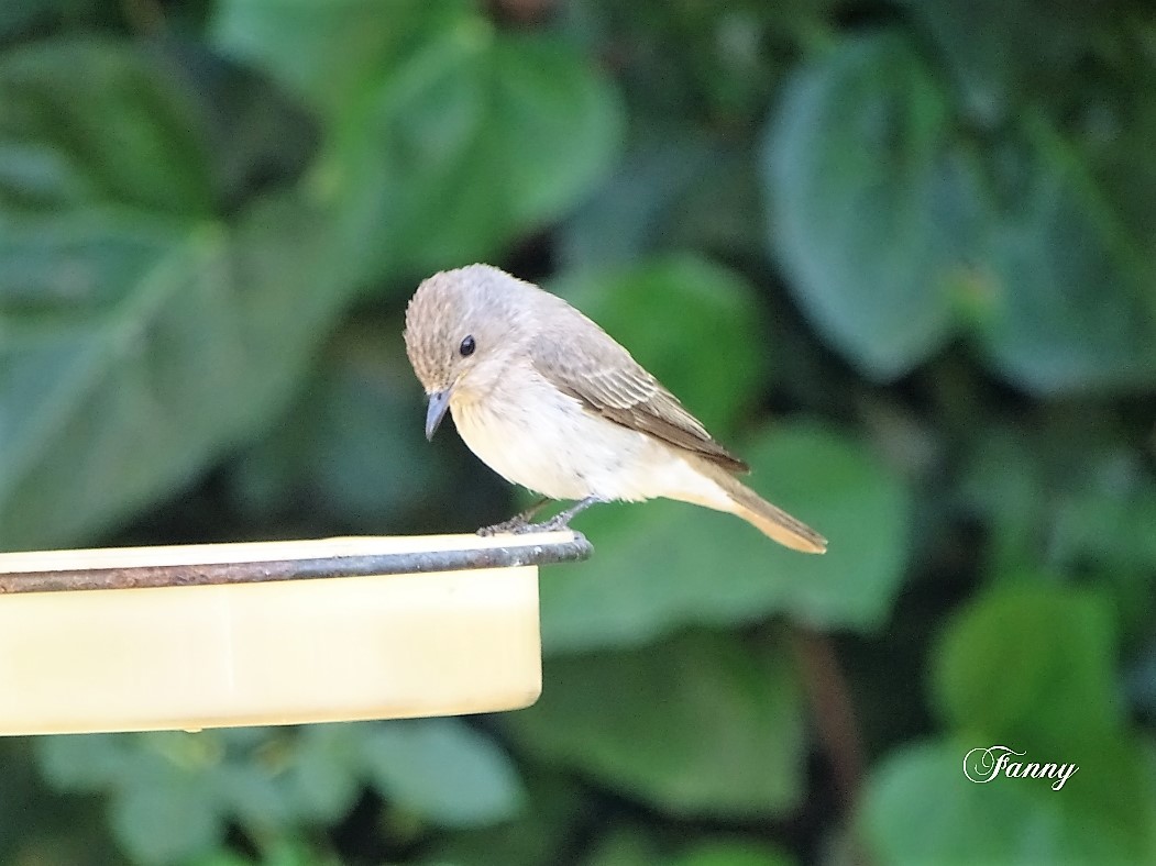 DSC06973 Gobemouche signé....jpg