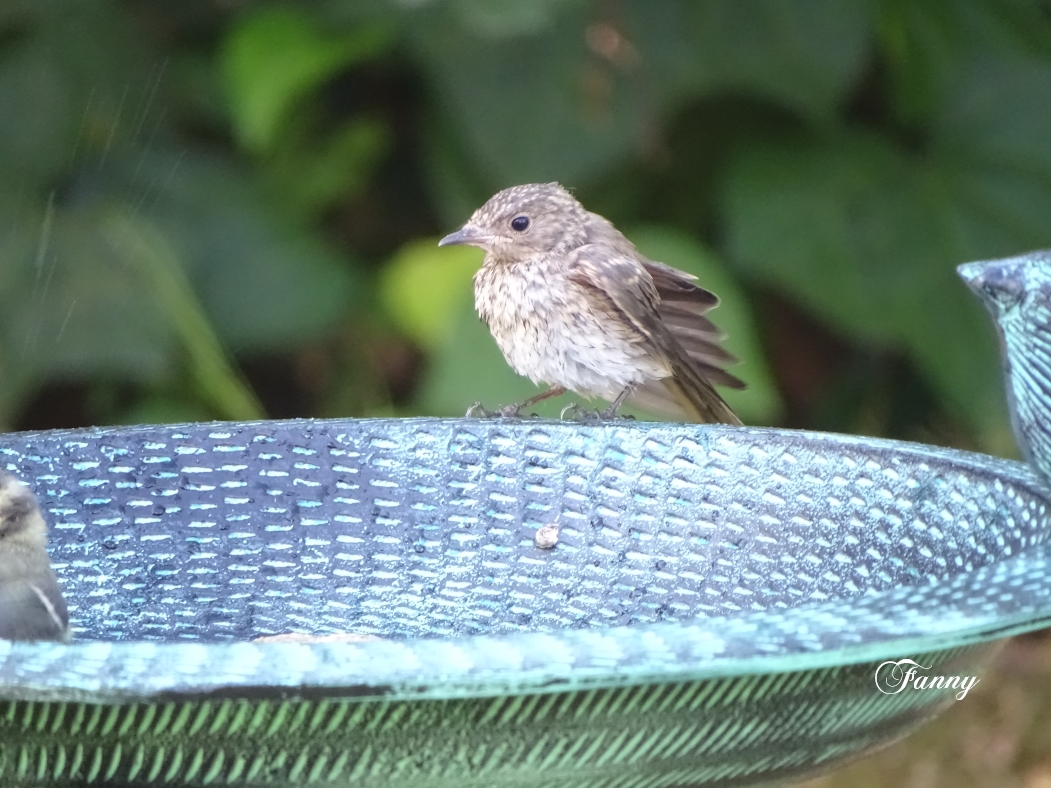 DSC06968Gobemouche Juv SIGN2.jpg