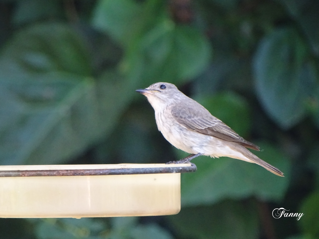 DSC06971 GB Signé.jpg