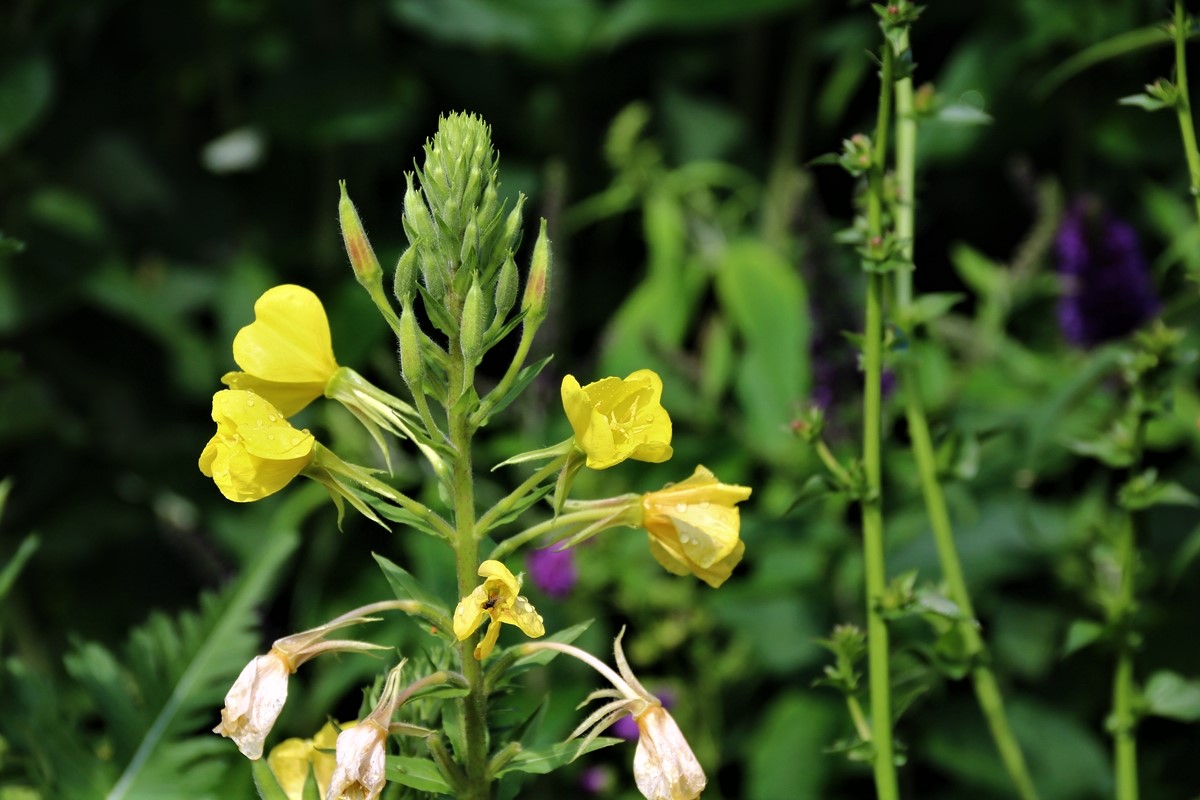 Oenothère ( ou Onagre).JPG