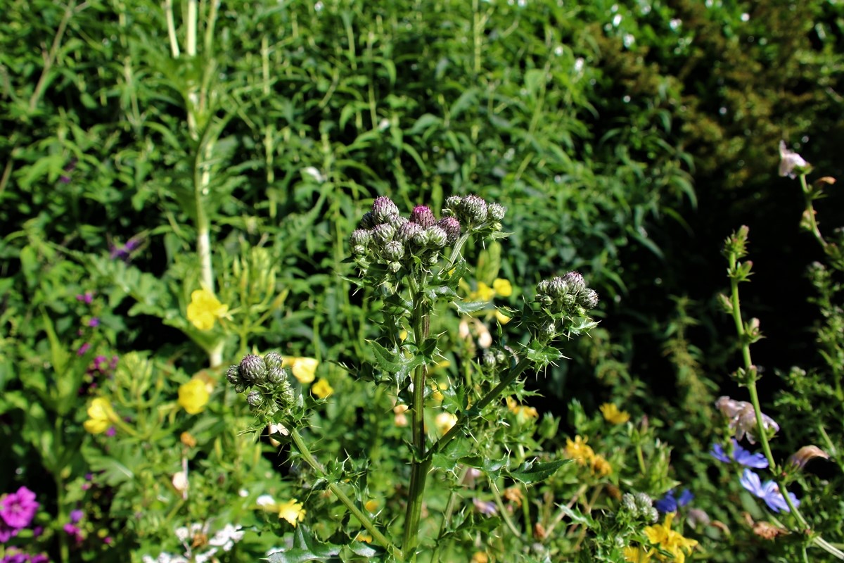 Chardon du Canada.JPG