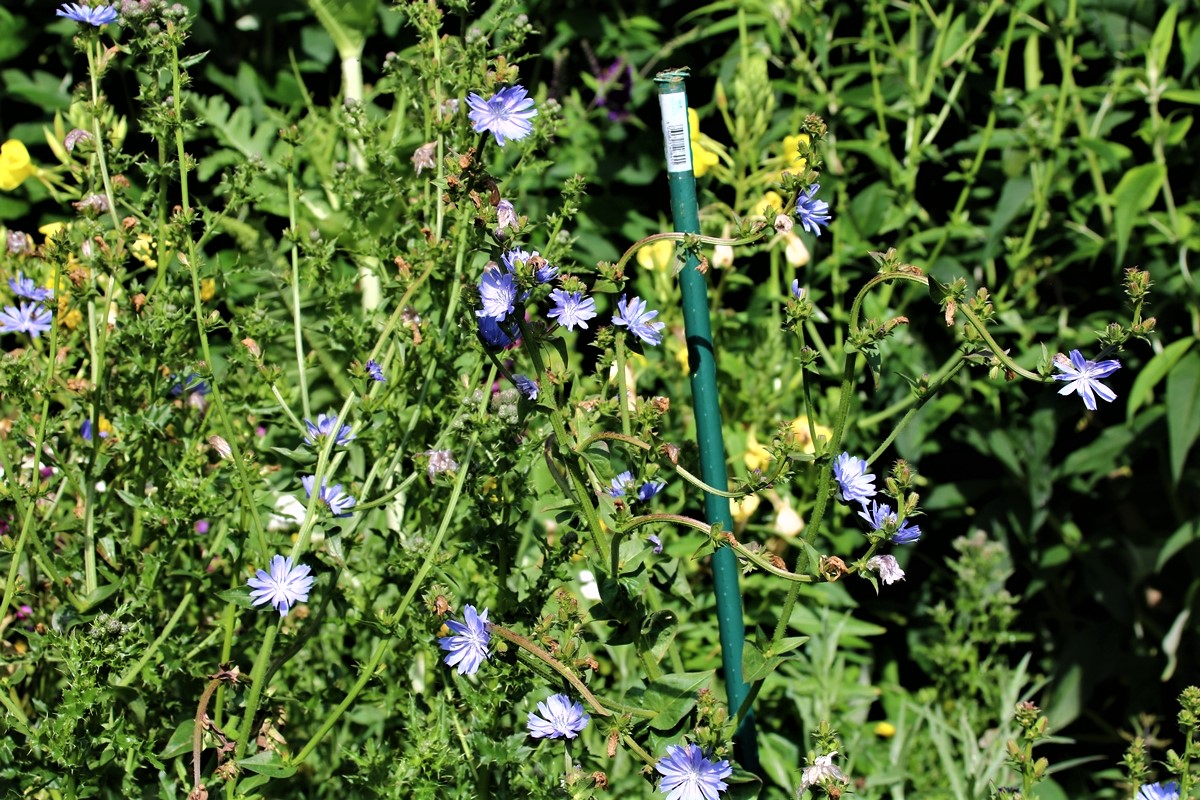 Chicorée à rameaux.JPG