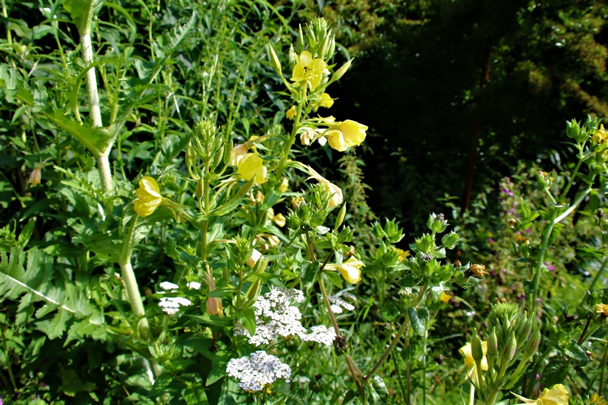 Massif Botanic mélange fleuri pour oiseaux (2).JPG