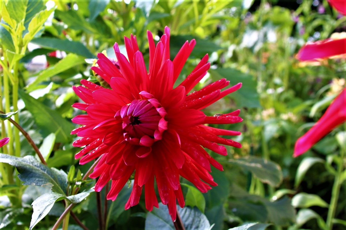 Dalhia cactus.JPG