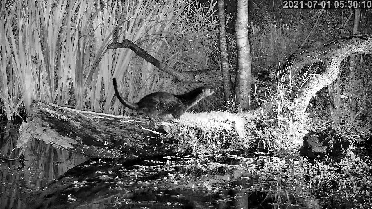 loutre 01 07 2021a.jpg