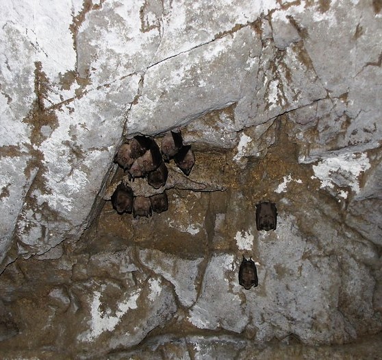 Chirop.7.jpg