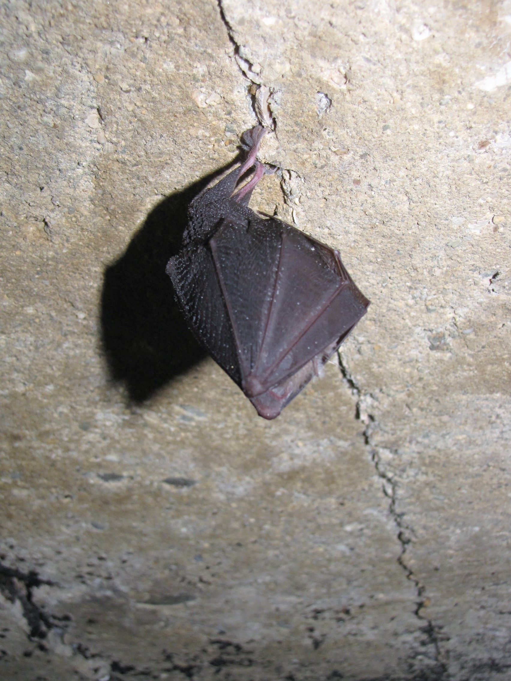 IMG_0083.jpg