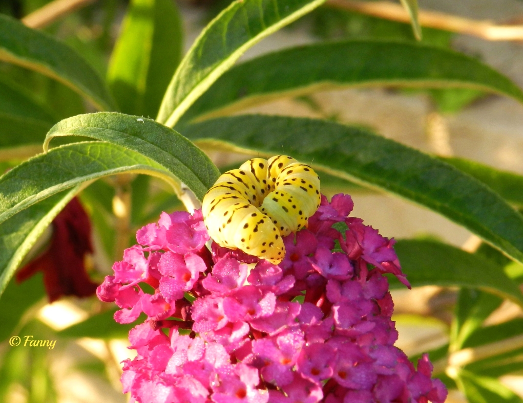 Chenille Machaon 001 chenille Machaon (2).jpg