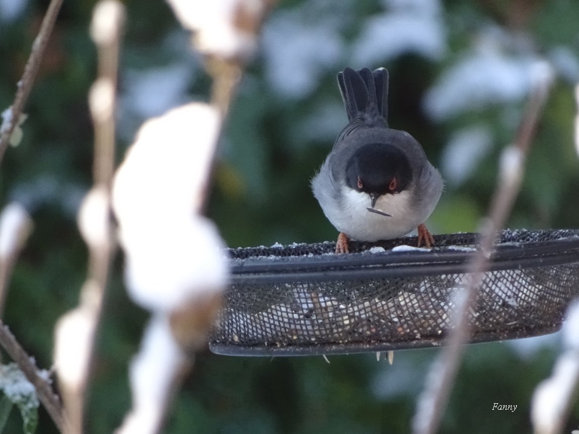 Neige et fauvette signéeDSC04763.jpg