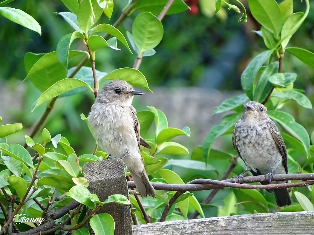 DSC07187 Gobe M Signé copie.jpg