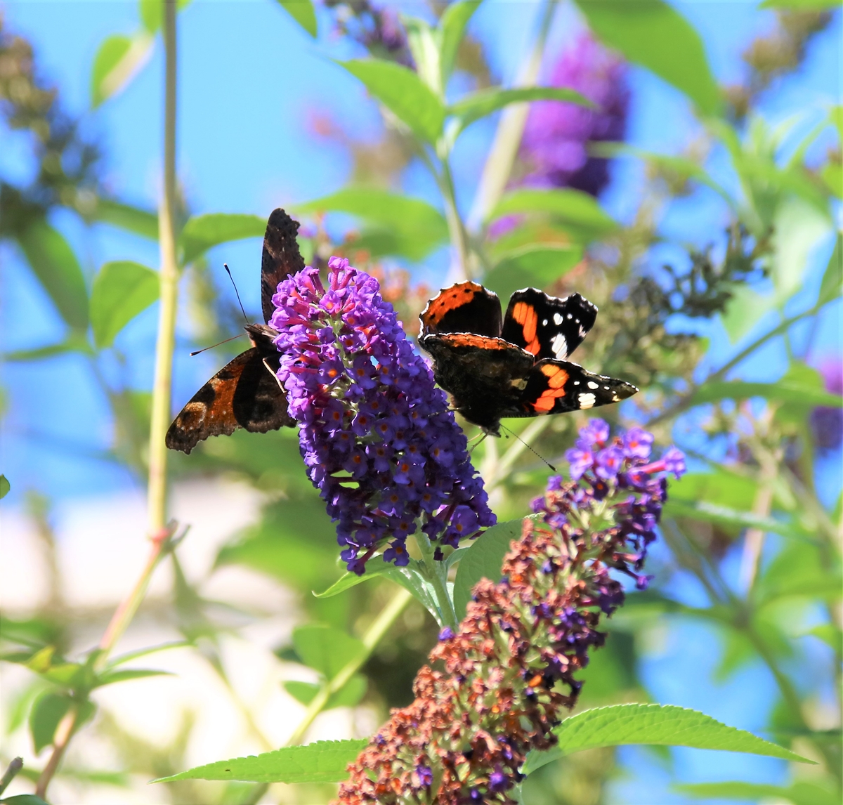 Paon du jour et Vulcain sur Buddléïa Empire blue 16 Septembre 2021.JPG