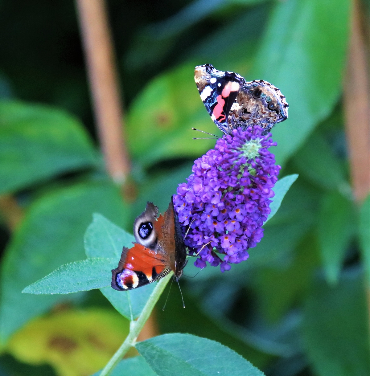Paon du jour et Belle Dame ou Vanesse des chardons.JPG