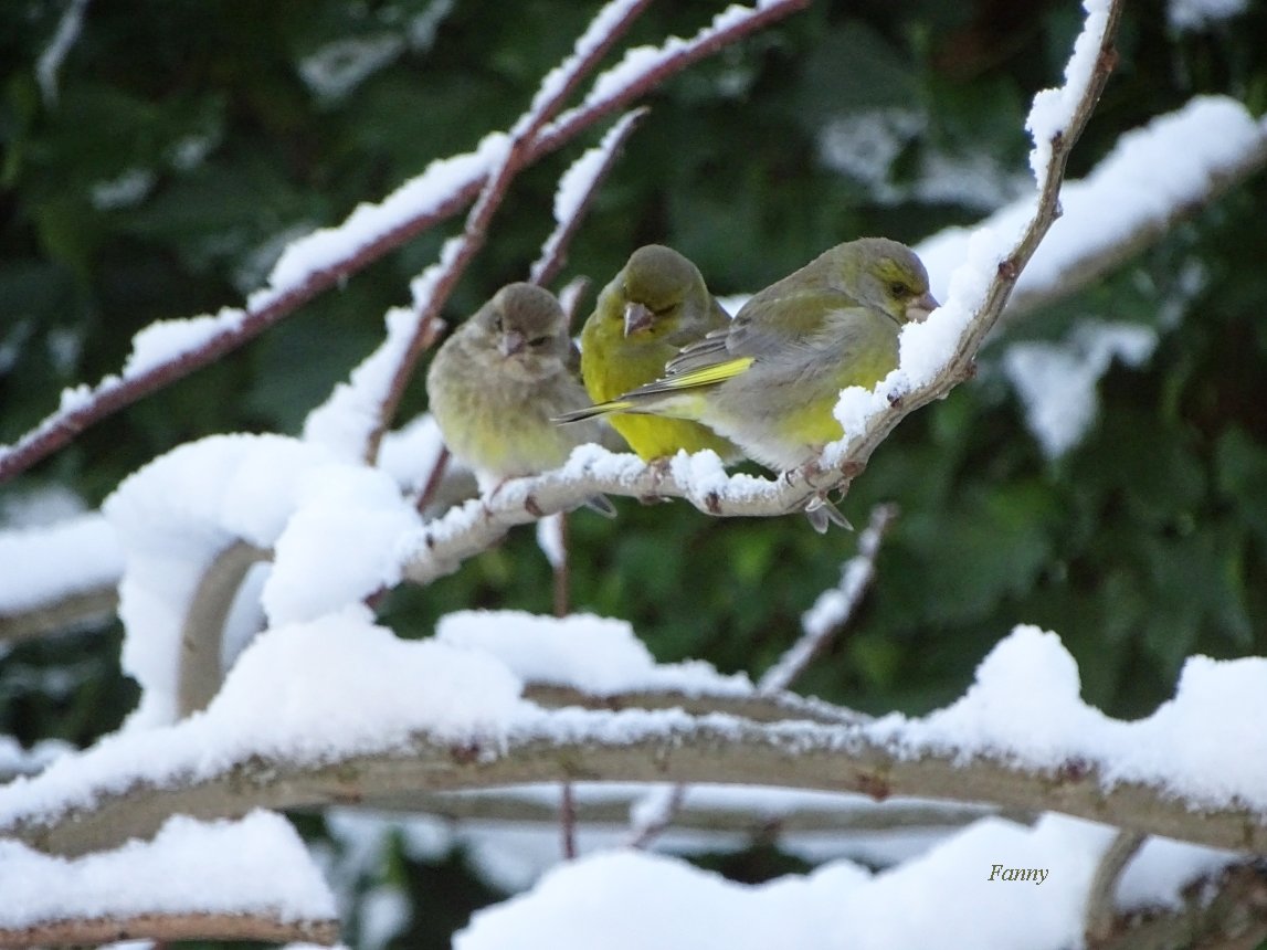 Verdier et neige  signé rDSC04744.jpg