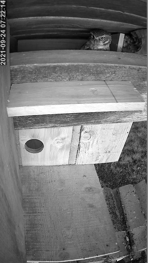 cheveche 24 09 2021r.jpg