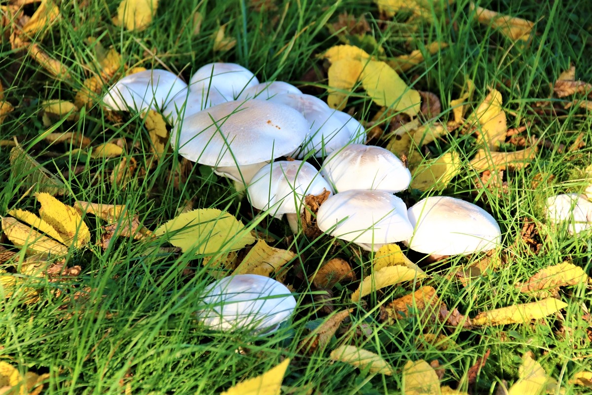 Agaric jaunissant (1).JPG