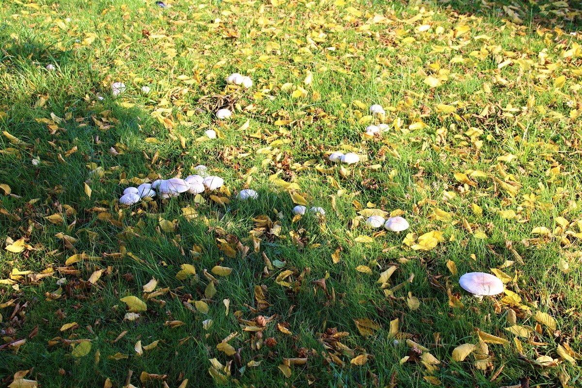 Agaric jaunissant (2).JPG