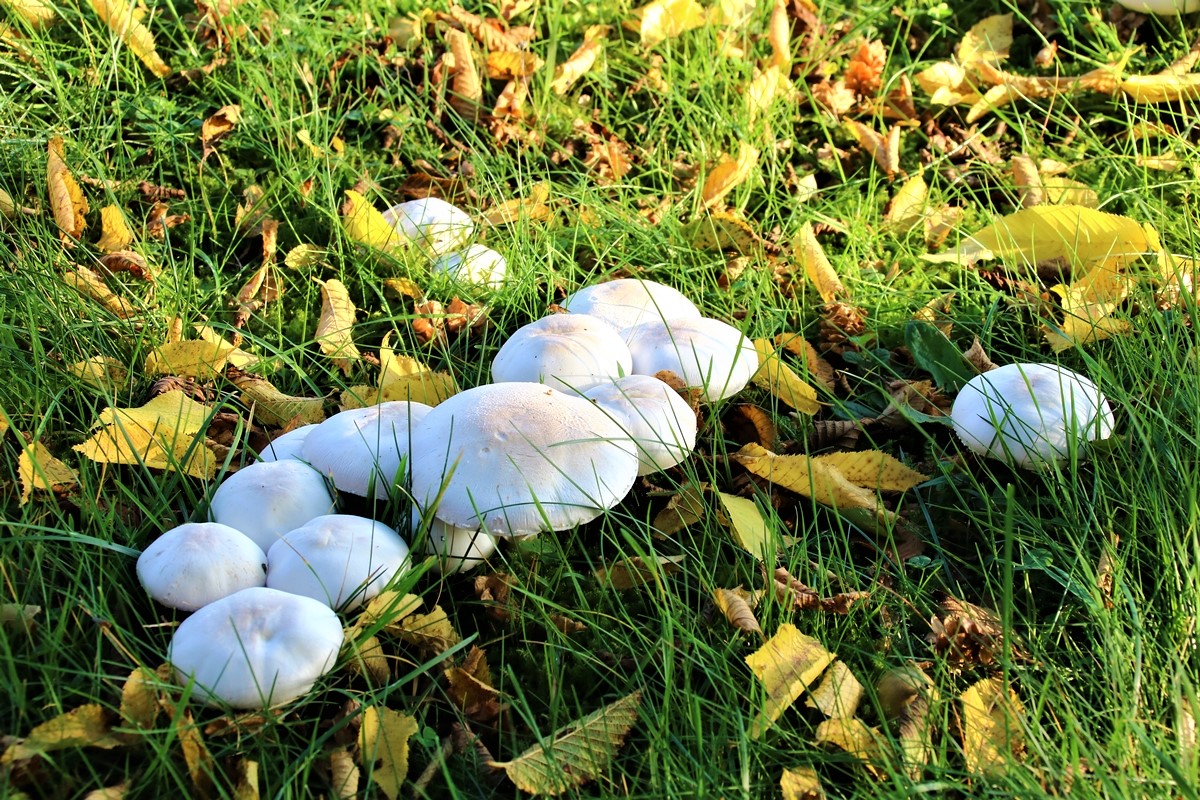 Agaric jaunissant (3).JPG