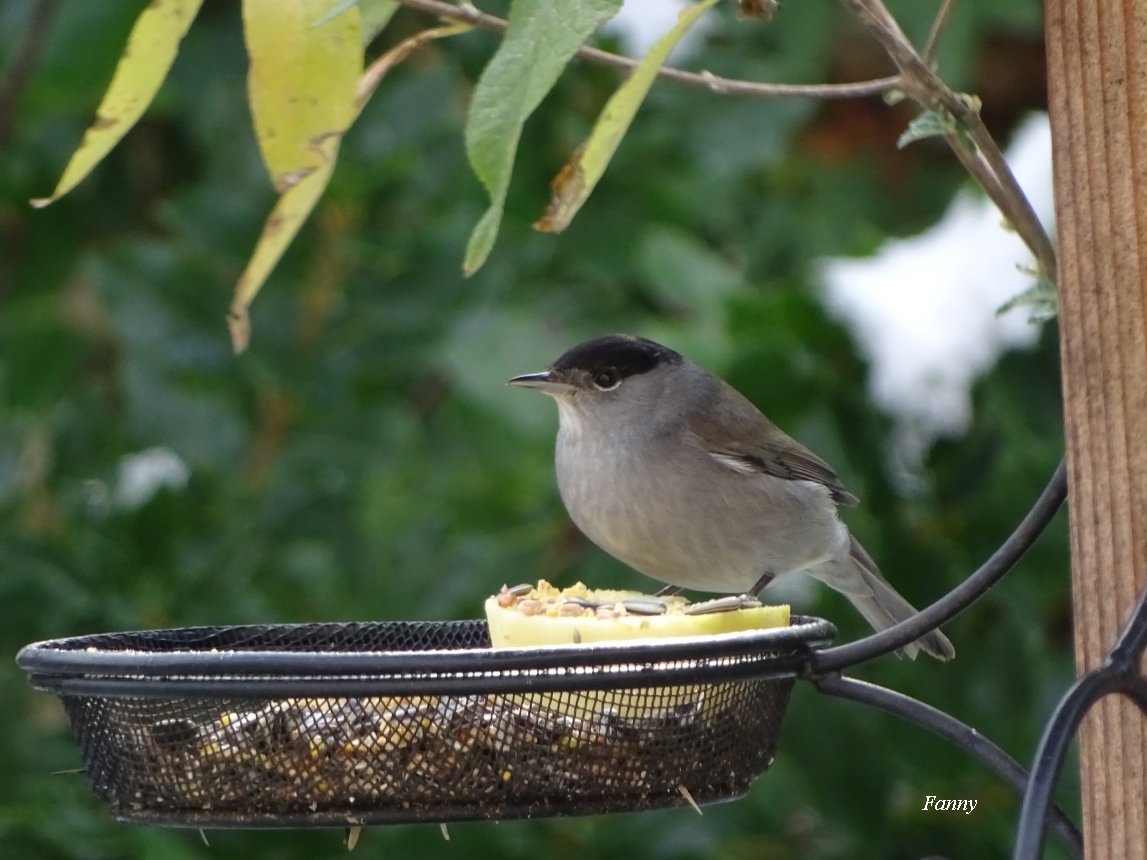 Fauvette et neige signéeDSC04797.jpg