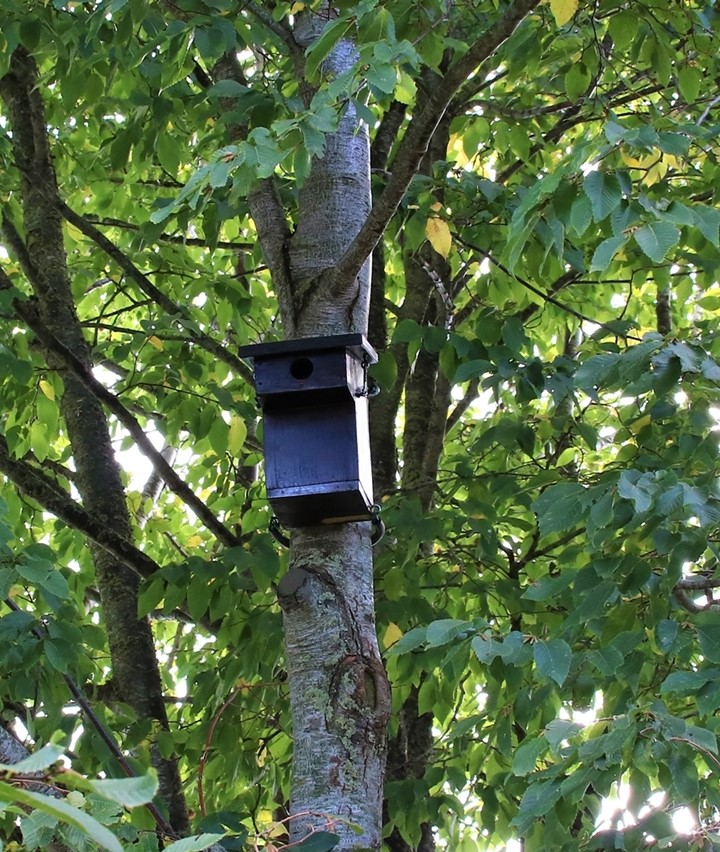 Nichoir numéro 5 nidification Mésanges Charbonnières 2021.JPG