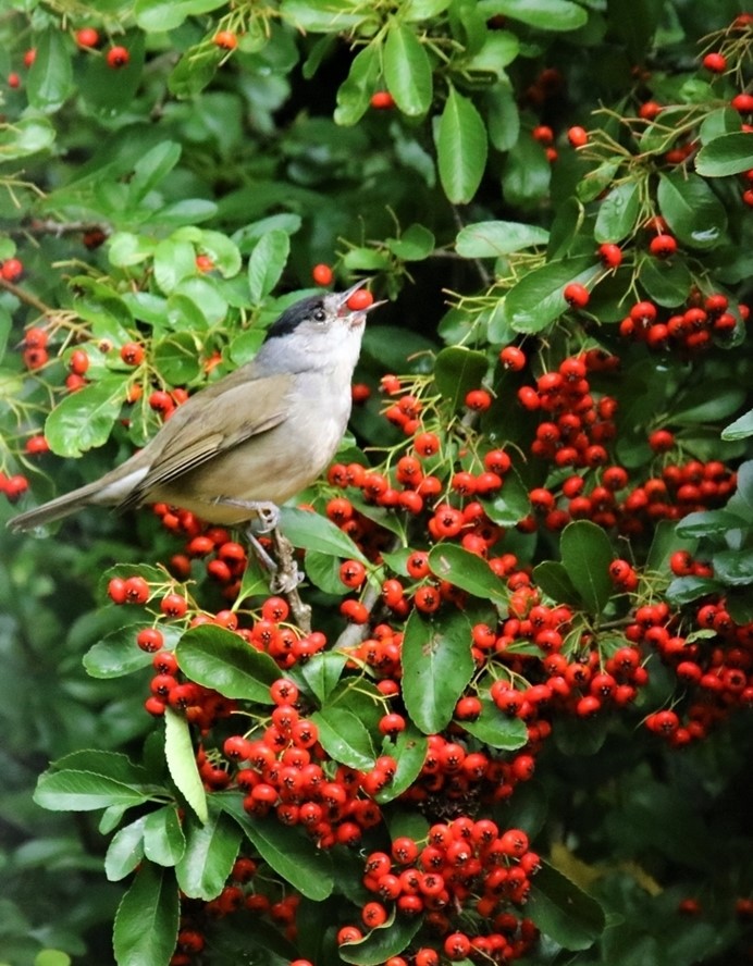Fauvette à tête noire.JPG
