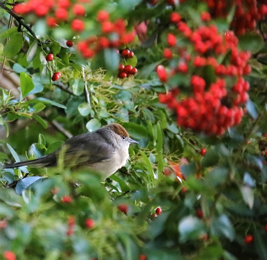 Fauvette à tête noire femelle 23 Octobre 2021 (1).JPG