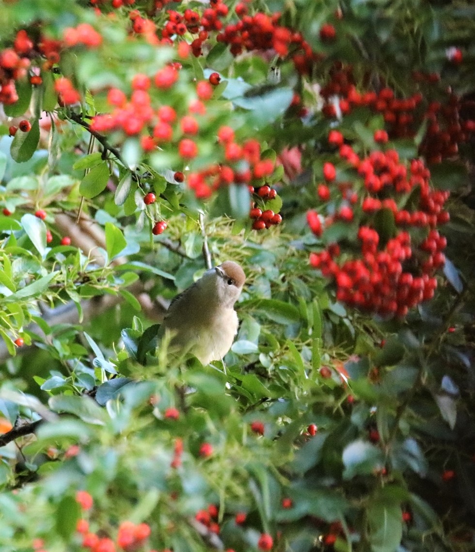 Fauvette à tête noire femelle 23 Octobre 2021 (2).JPG