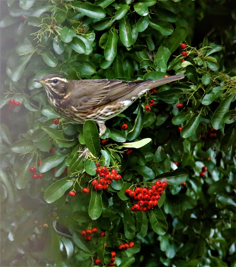 Grive mauvis 23 Octobre 2021.JPG