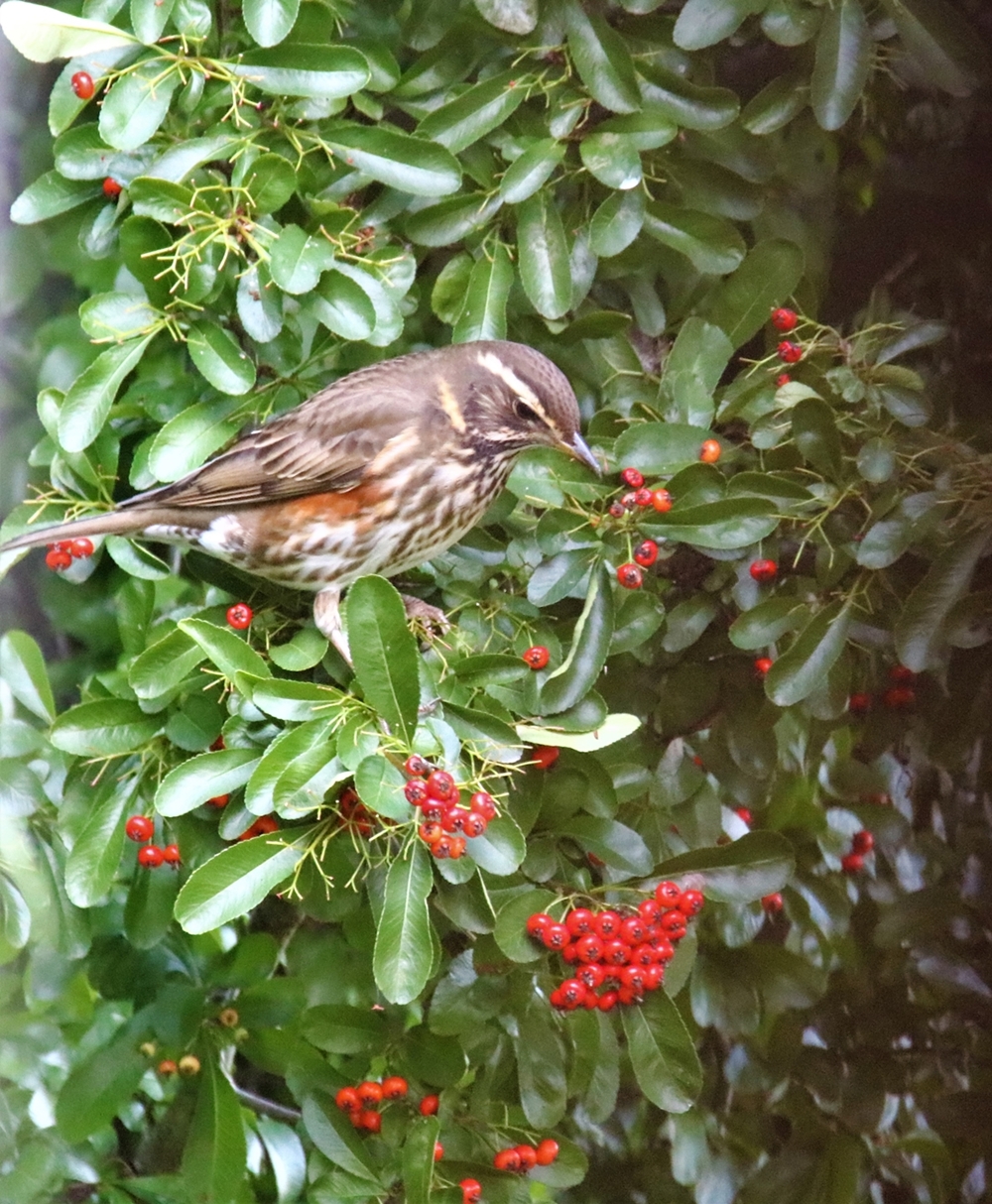 Grive mauvis 23 Octobre 2021 (2).JPG