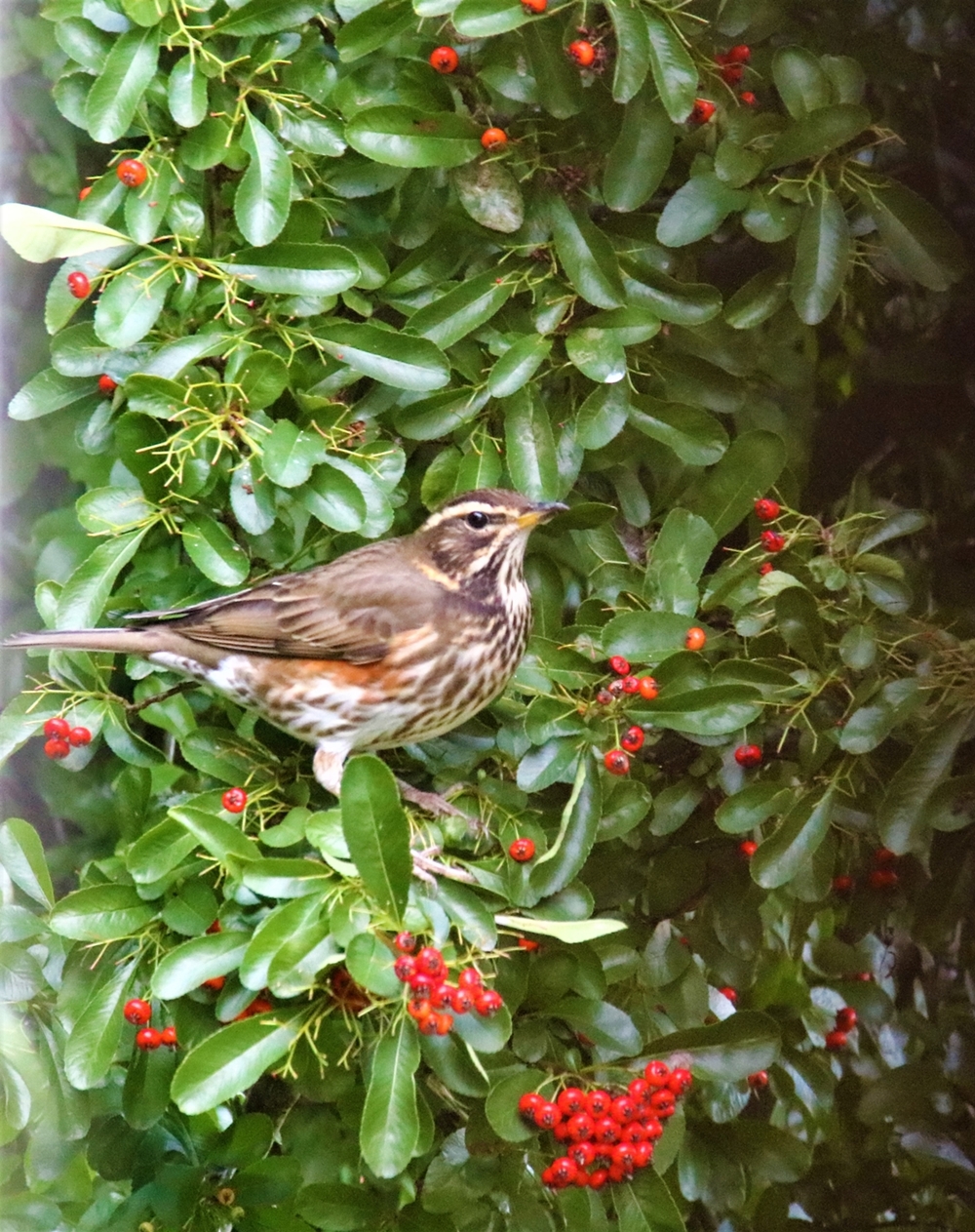 Grive mauvis 23 Octobre 2021 (3).JPG